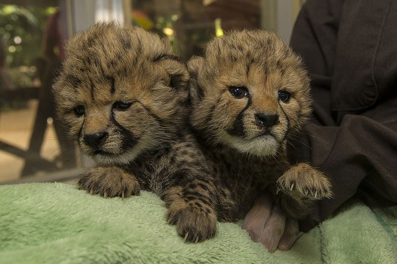 Illustration for article titled Adorable Animal Announcement: Cheetah Babbies